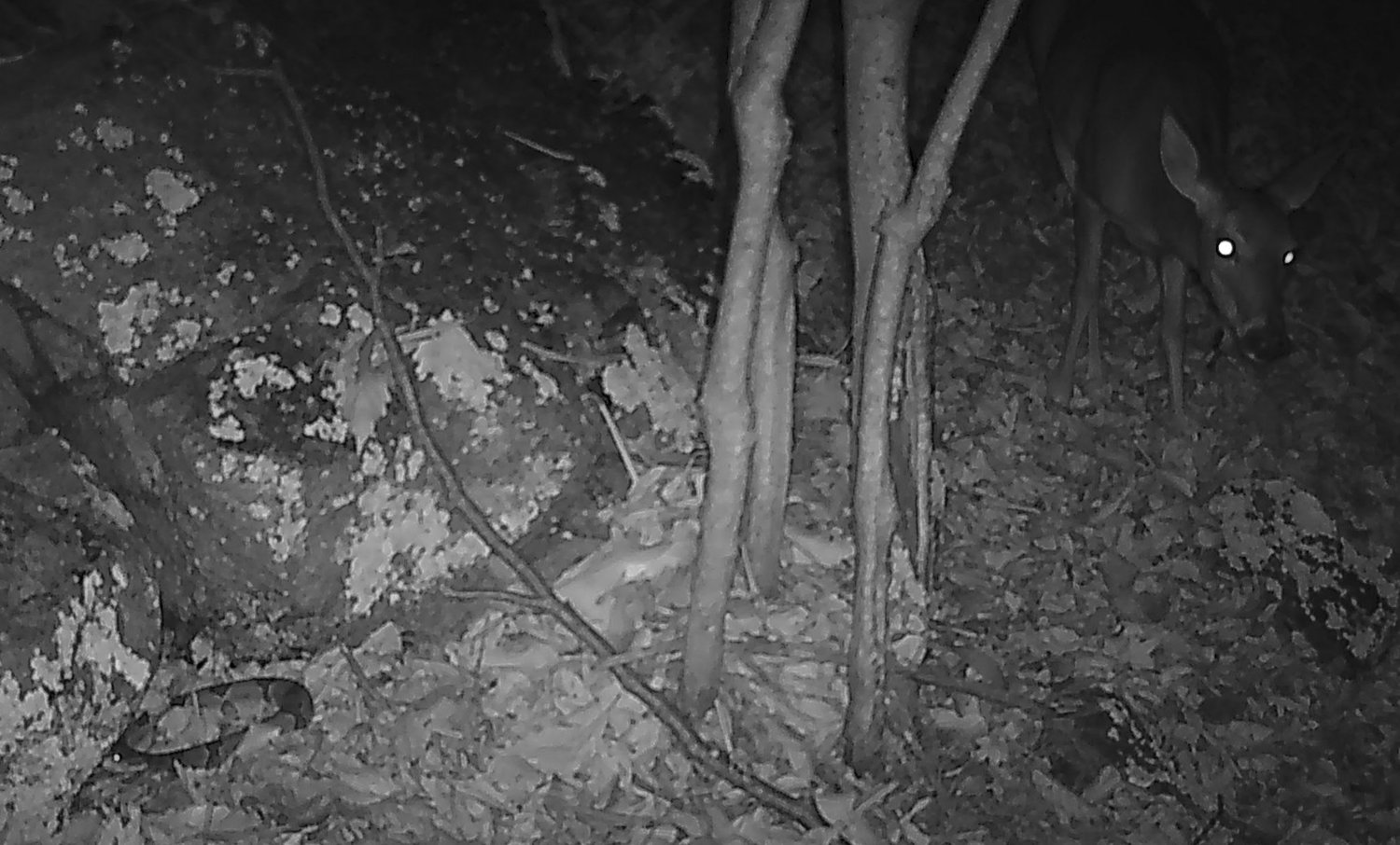 A deer stands at the upper right frame while a rattlesnake waits, coiled near the rocks, at the lower left of the frame. It is dark (7:30 p.m. on October 10), so the image is black and white, illuminated by the camera’s infrared source. The rattlesnake likely sensed the deer with its loreal pits: glands on each side of the head that detect heat in the form of infrared from a mammal’s body heat.